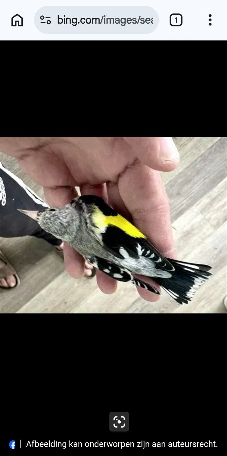 je cherche une chardonneret parva de belad, Enlèvement ou Envoi