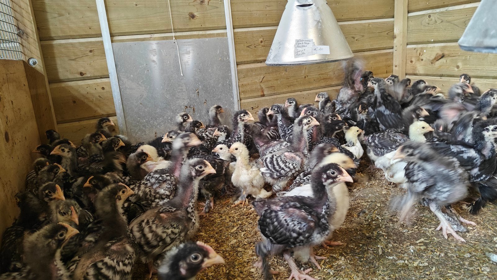 Slachthaantjes Mechelse koekoek, Dieren en Toebehoren