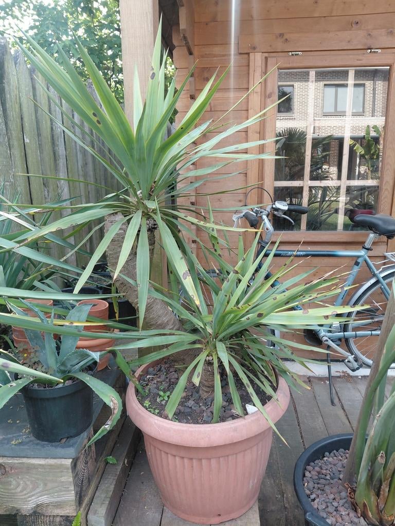Yucca gloriosa, Tuin en Terras, Ophalen