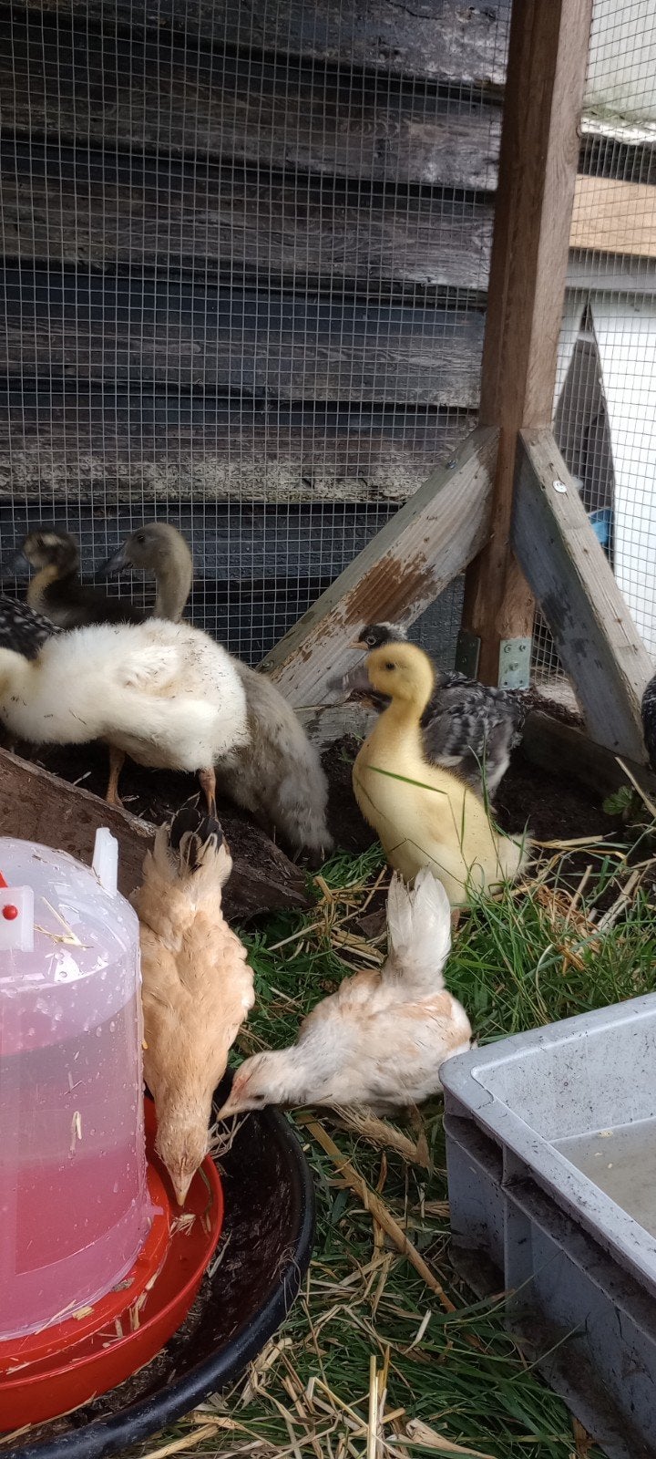 Indische loopeenden, Dieren en Toebehoren, Pluimvee, Eend