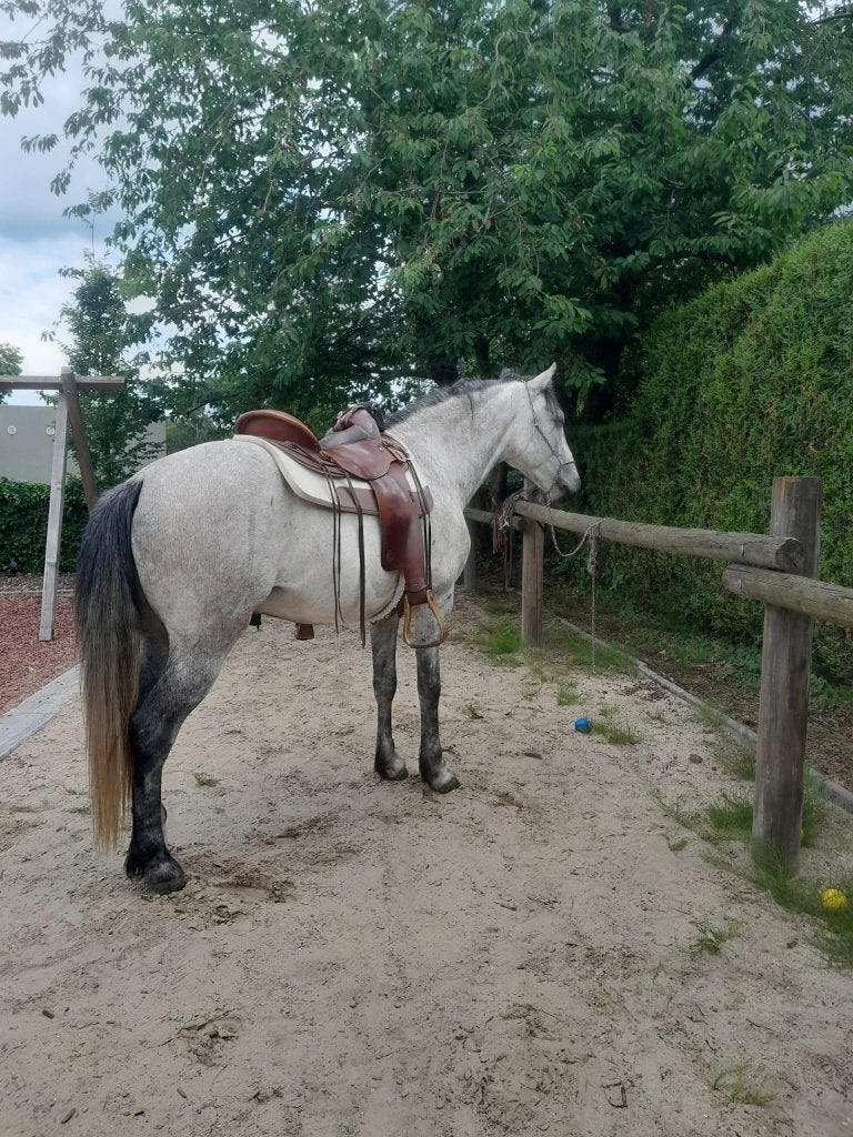 Ruin,10 jaar,recreatief., Dieren en Toebehoren, Paarden, Gechipt, Minder dan 160 cm, Ruin, Niet van toepassing