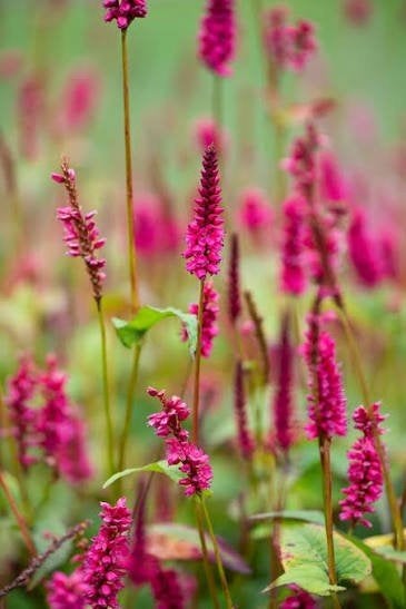 Persicaria Lisan, Tuin en Terras, Ophalen, Halfschaduw