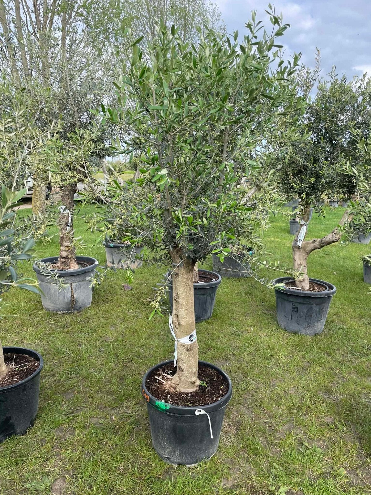 ‼️olijfbomen olea europaea aan onklopbare prijzen ‼️, Tuin en Terras, Planten | Bomen, Ophalen