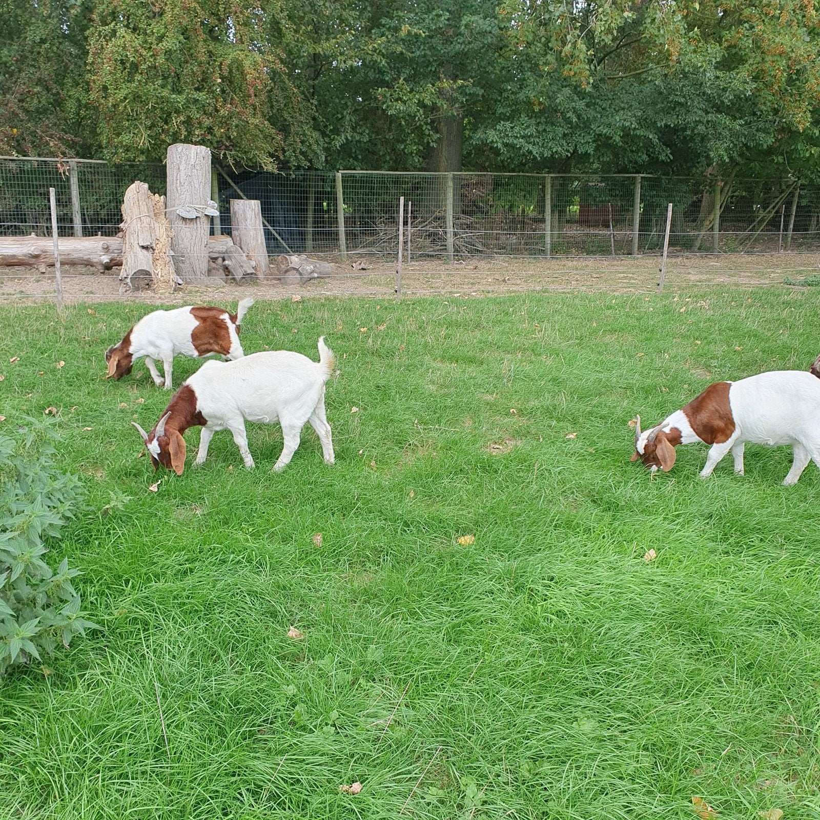 Jonge boergeiten, Dieren en Toebehoren