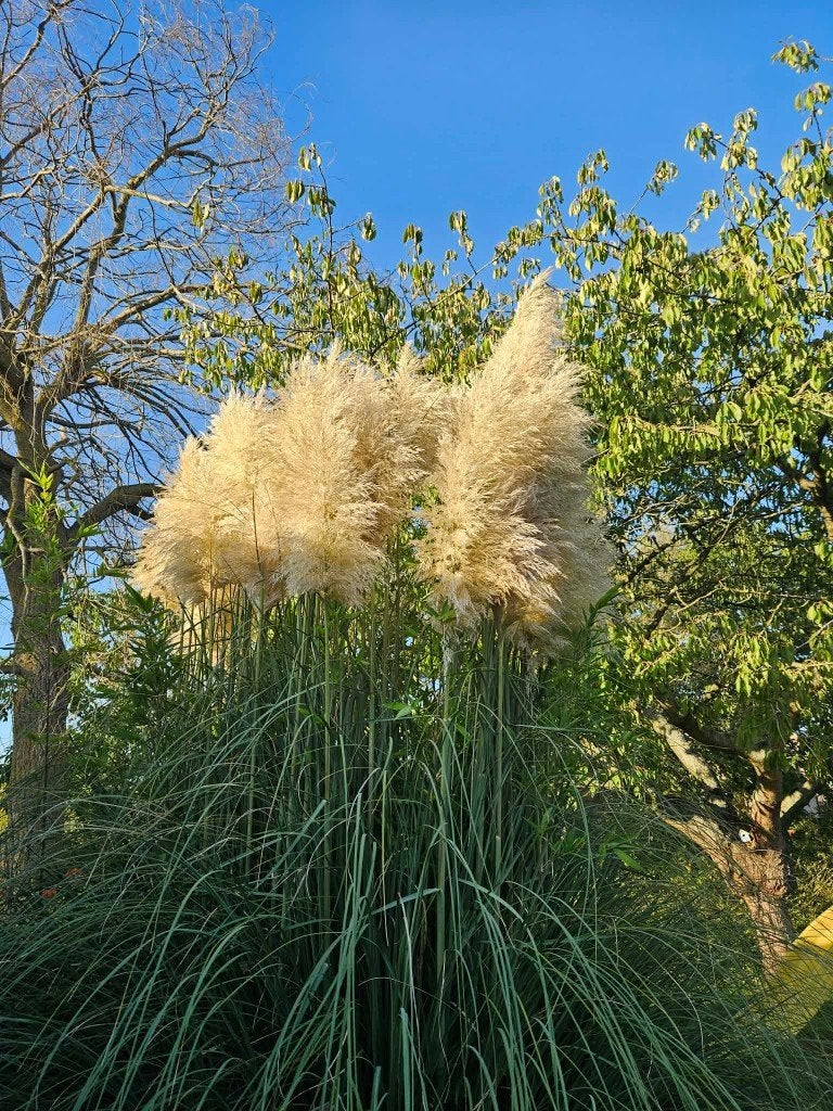 Pampas te koop, Ophalen, Nieuw