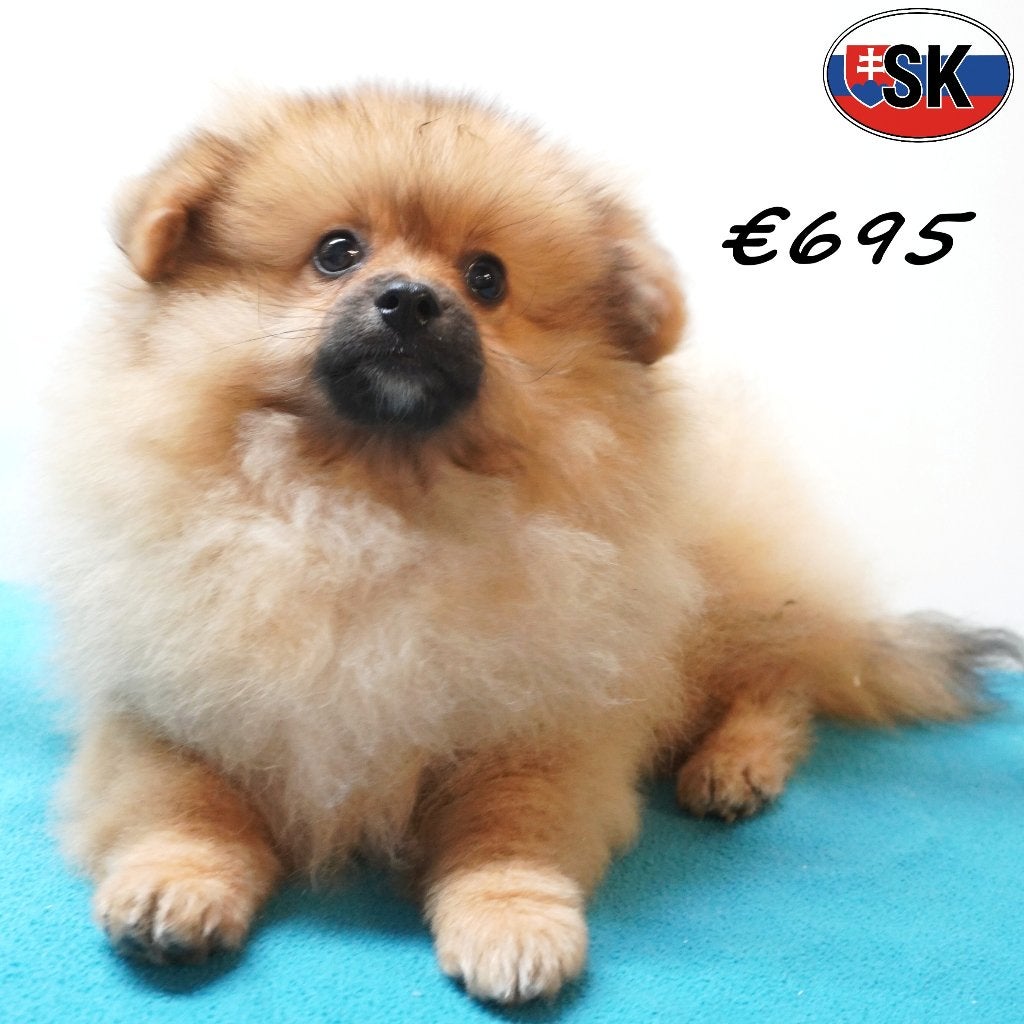 Keesjes, vrolijke en nieuwsgierige pups te koop, 15 weken tot 1 jaar, Buitenland, CDV (hondenziekte), Meerdere