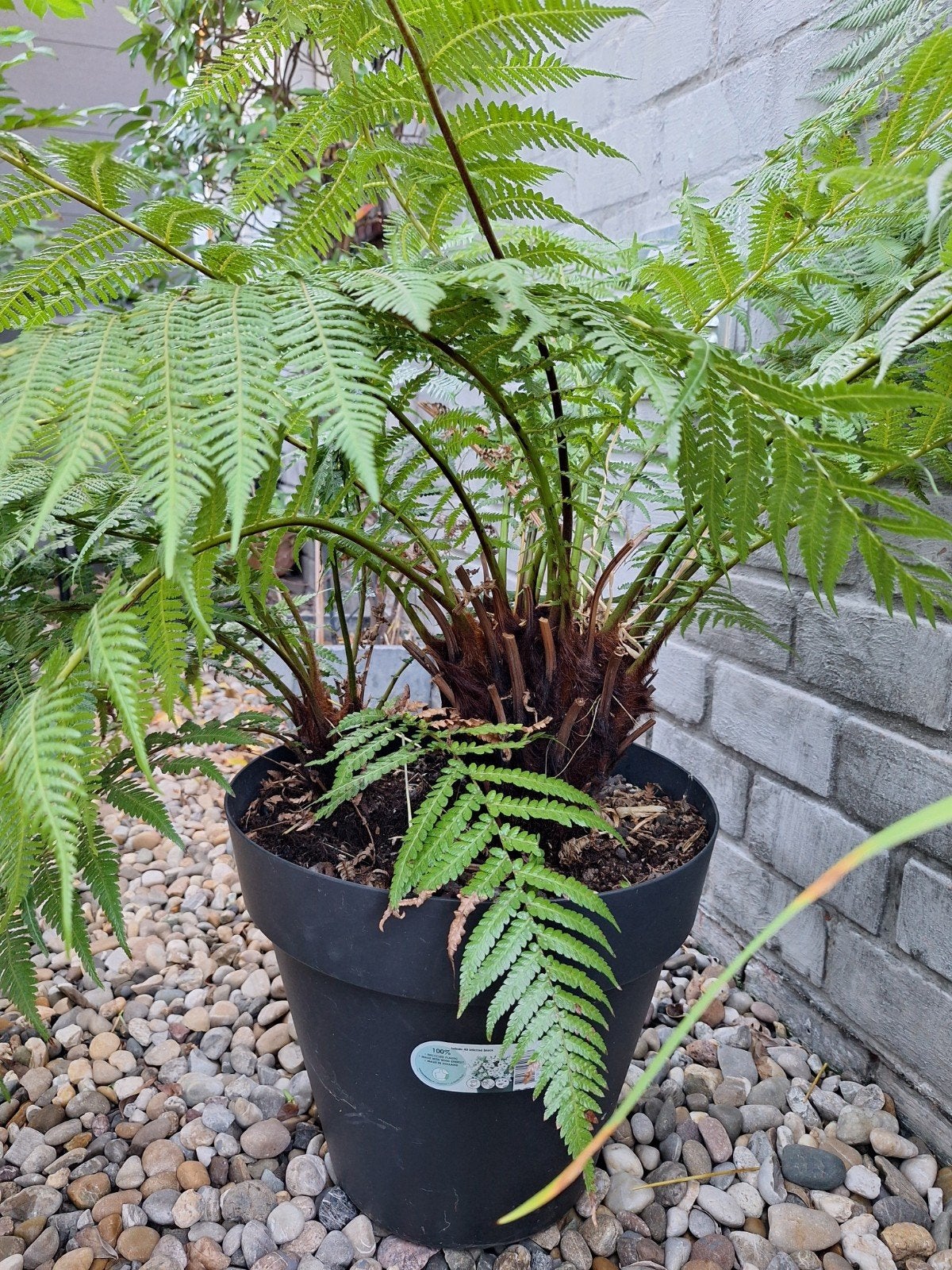 Dicksonia antarctica
TASMAANSE BOOMVAREN, Ophalen