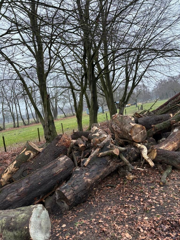 Brandhout te koop, 6 m³ of meer, Ophalen, Stammen