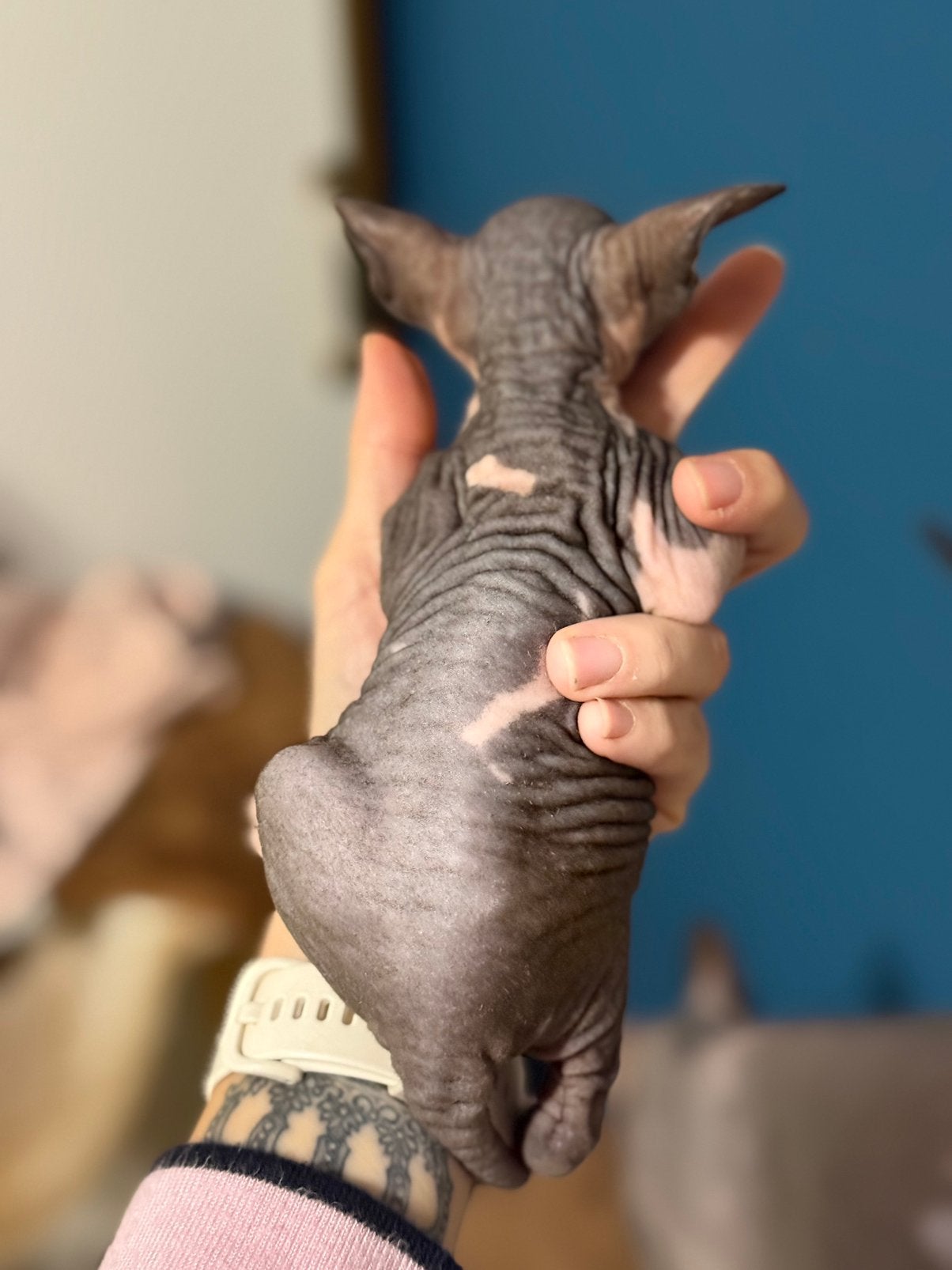 Prachtige Sphynx kittens Van erkende hobbykwekerij, Chatte ou Chat, Avec pedigree, 0 à 2 ans