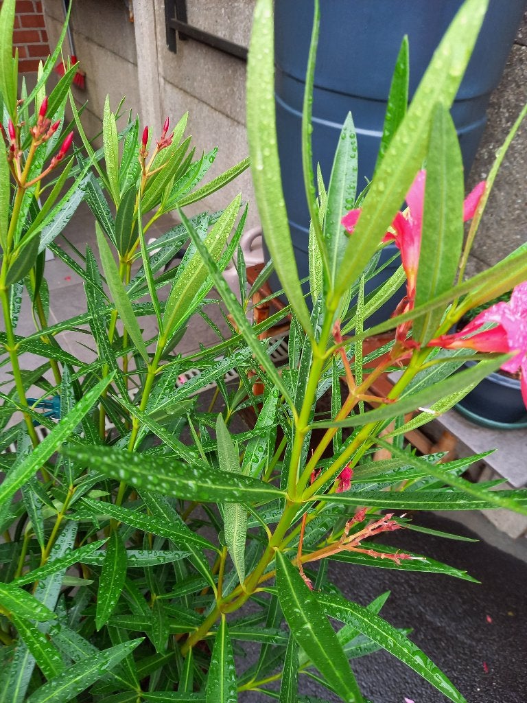 Heel mooie oleander Rood, met hele mooie pot hoogte +- 1 m., Tuin en Terras, Volle zon, Vaste plant, Zomer, Ophalen