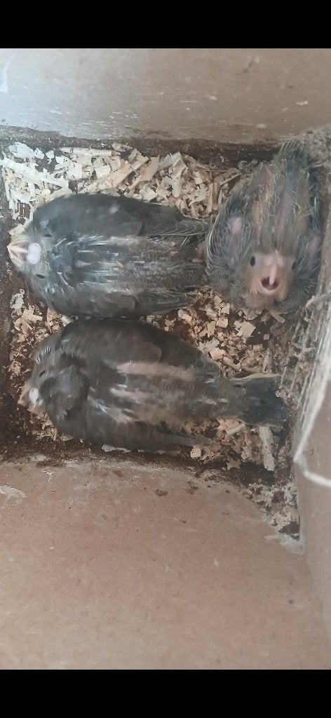 Valkparkietjes, Plusieurs animaux, Perruche