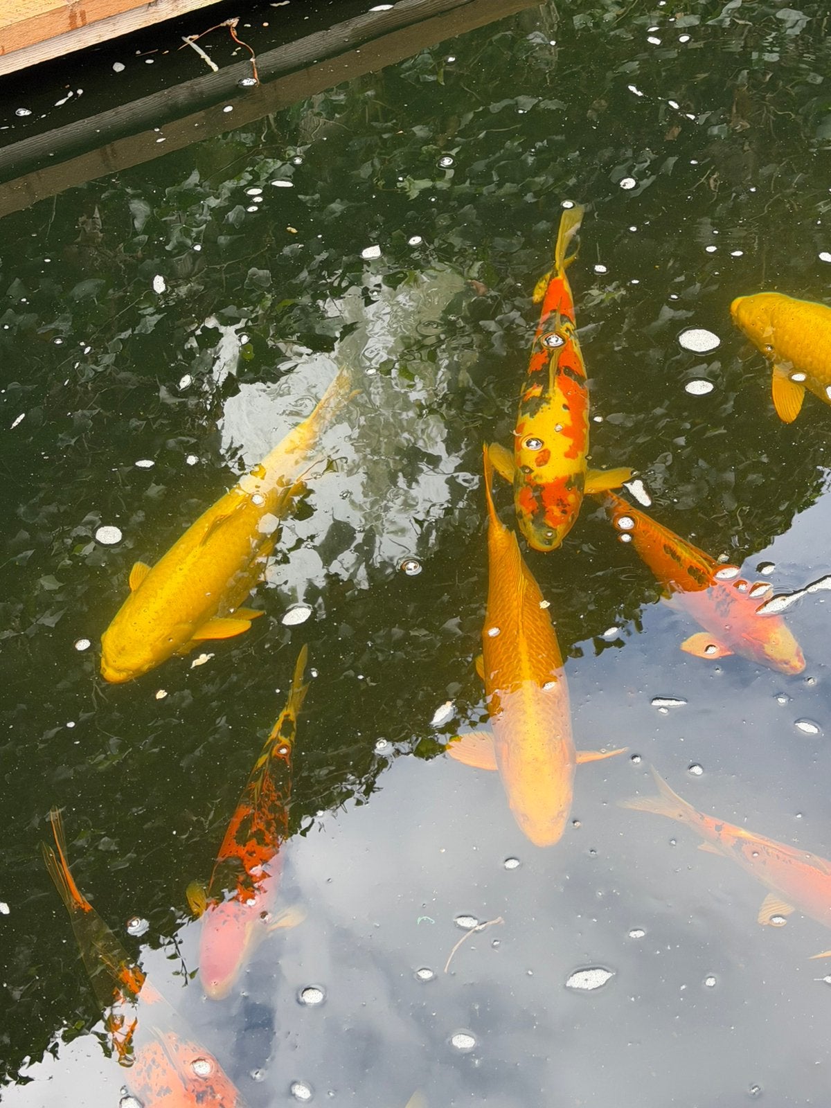 22 koi karpers, Dieren en Toebehoren, Karper of Koi