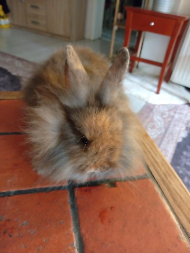 Konijntjes, Meerdere dieren, Dwerg, 0 tot 2 jaar