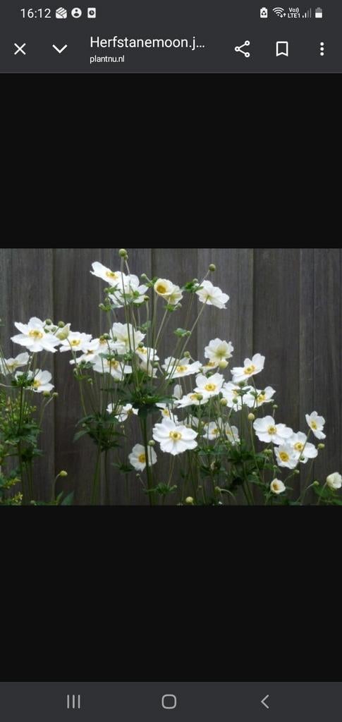 Anemonen, Tuin en Terras, Ophalen, Halfschaduw