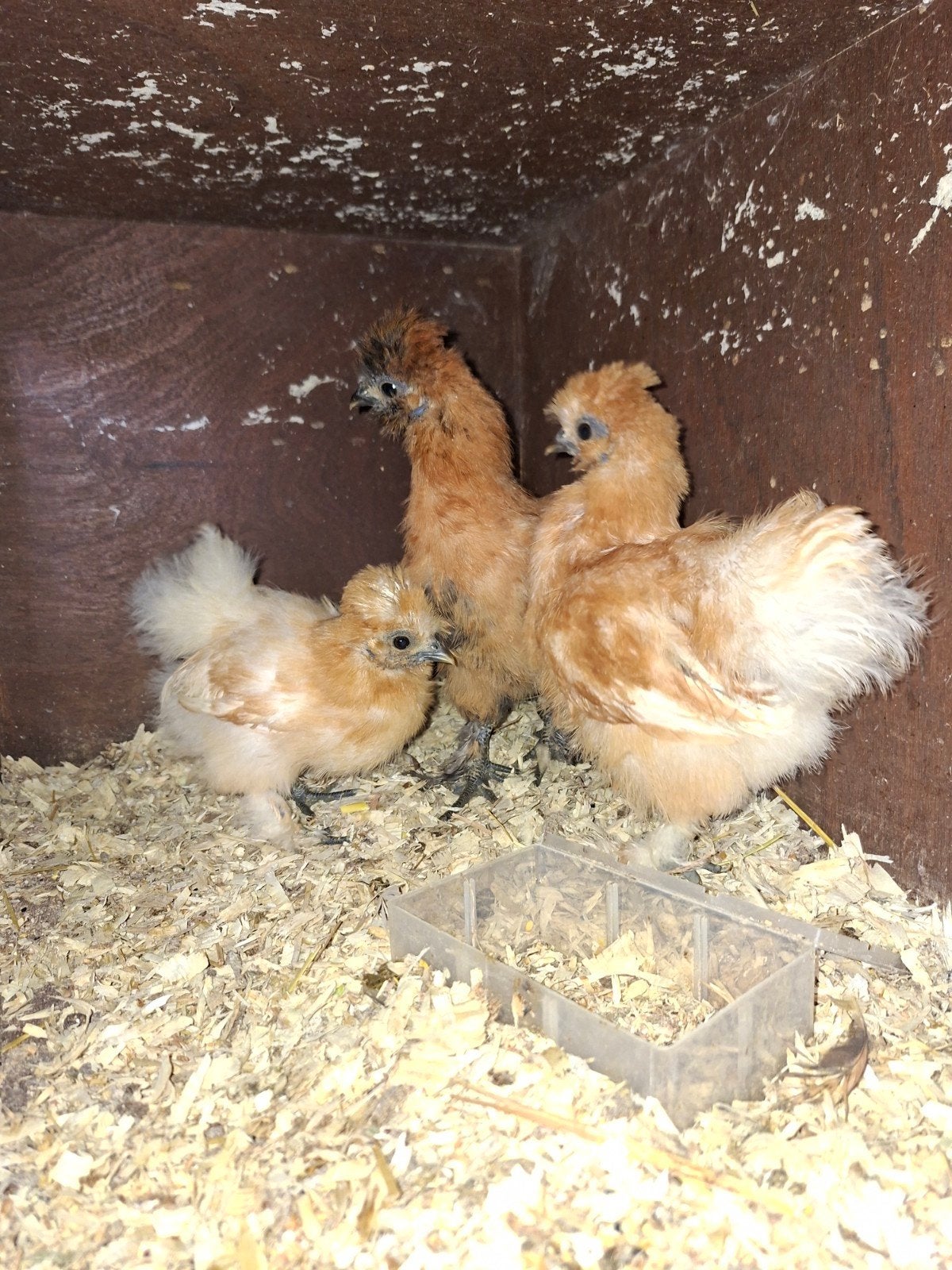 kuikens, Dieren en Toebehoren, Geslacht onbekend, Kip