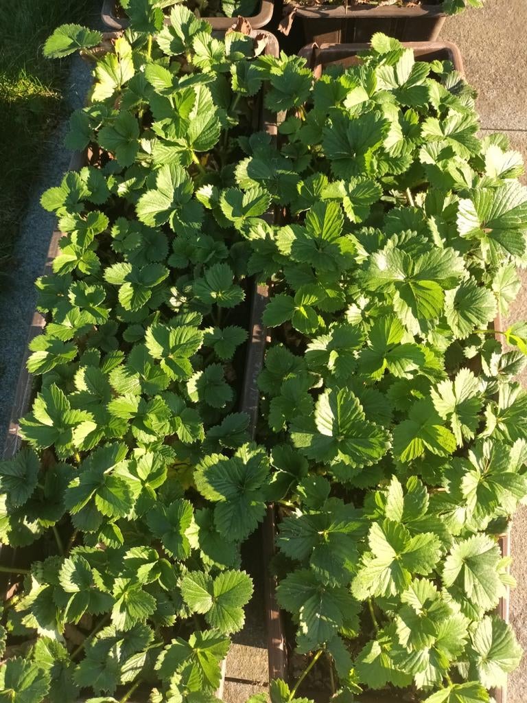 Aardbeiplanten Elsanta, Tuin en Terras, Ophalen