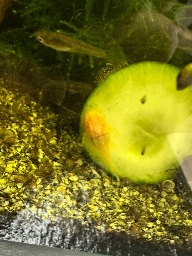 Goude/albino borstelneus pleco / algeneter, Dieren en Toebehoren, Vissen | Aquariumvissen, Vis, Zoetwatervis