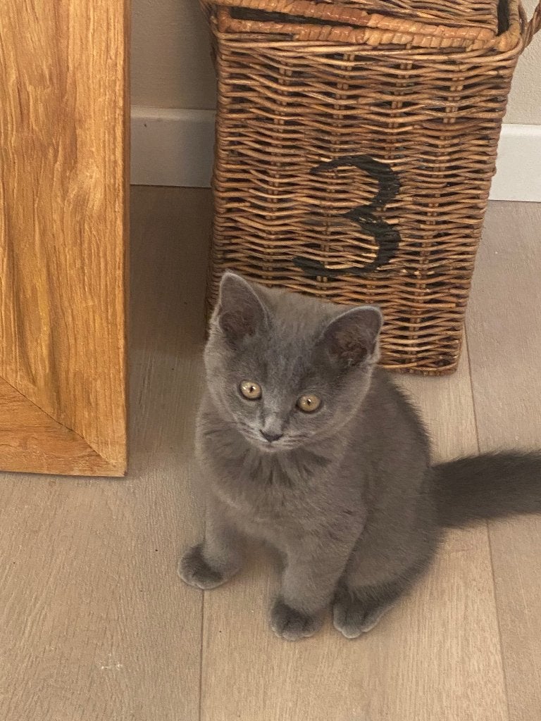 Britse korthaar, Chat, Avec pedigree, 0 à 2 ans