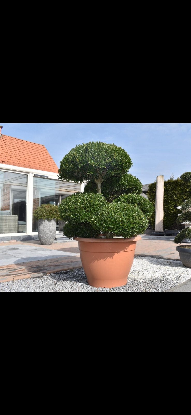 Bonsai ilex japanse tuin, Jardin & Terrasse, Enlèvement, En pot
