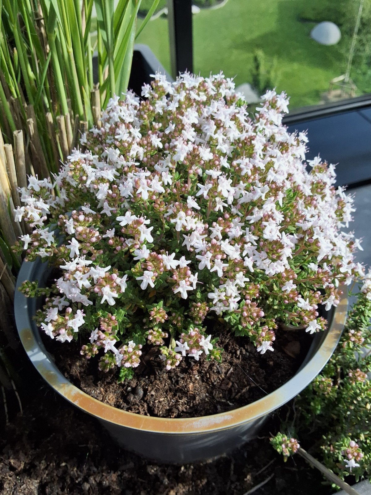 tijm in pot diameter 15 cm winterhard 5 euro keukenkruid., Ophalen