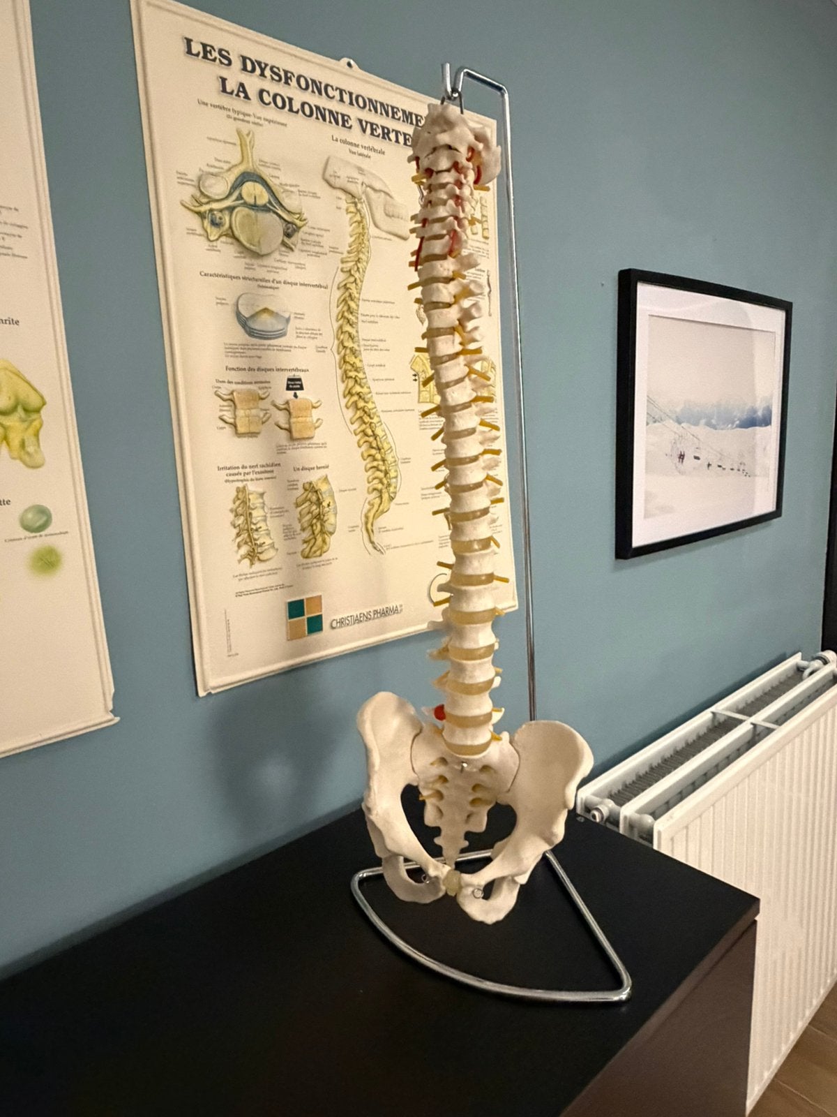 3B Wetenschappelijke anatomische - Uitstekende conditie, Ophalen of Verzenden, Zo goed als nieuw