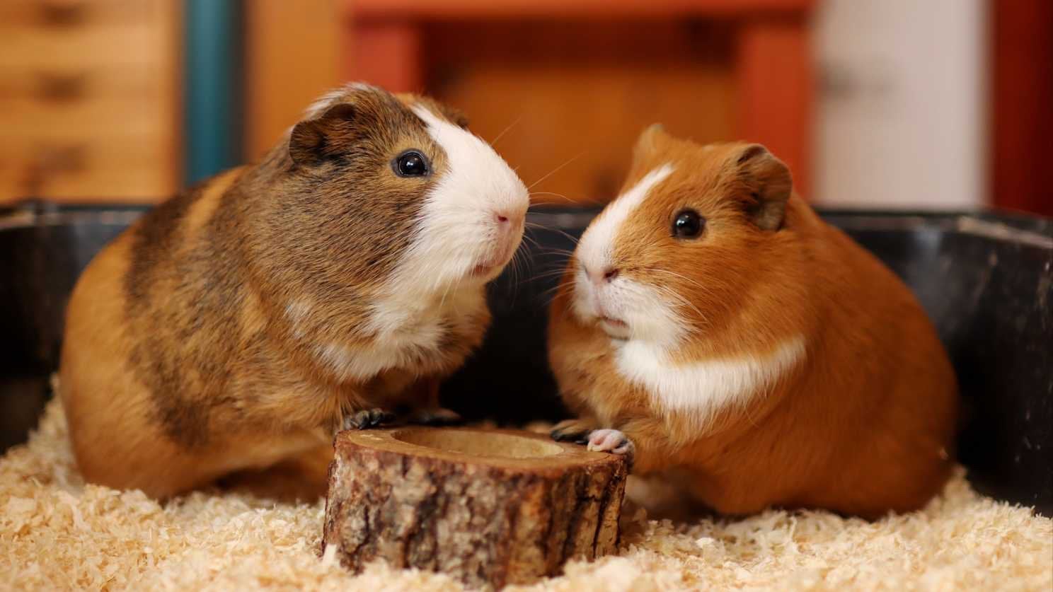 GEZOCHT Cavia beertje, Dieren en Toebehoren, Cavia, April, Mannelijk, Tam
