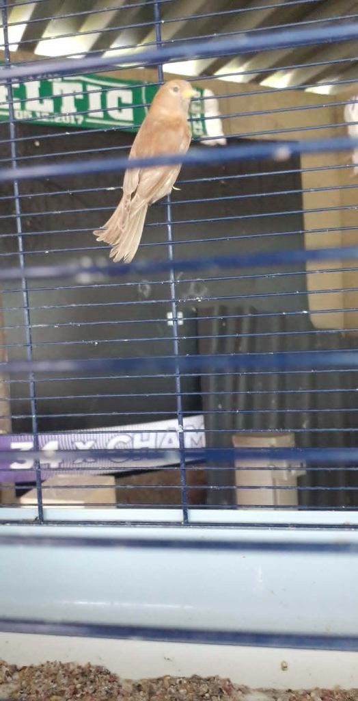 vogels, Dieren en Toebehoren, Geslacht onbekend