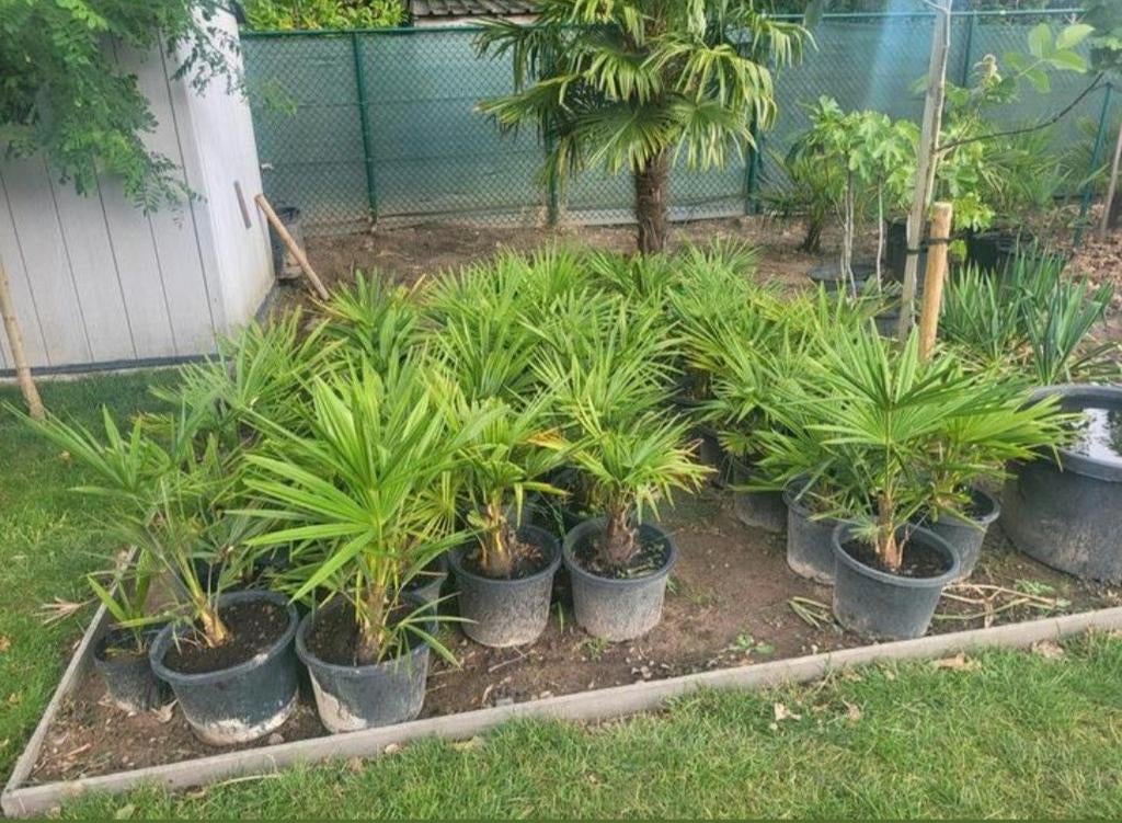 Winterharde palmboom trachycarpus fortunei, Tuin en Terras, Ophalen