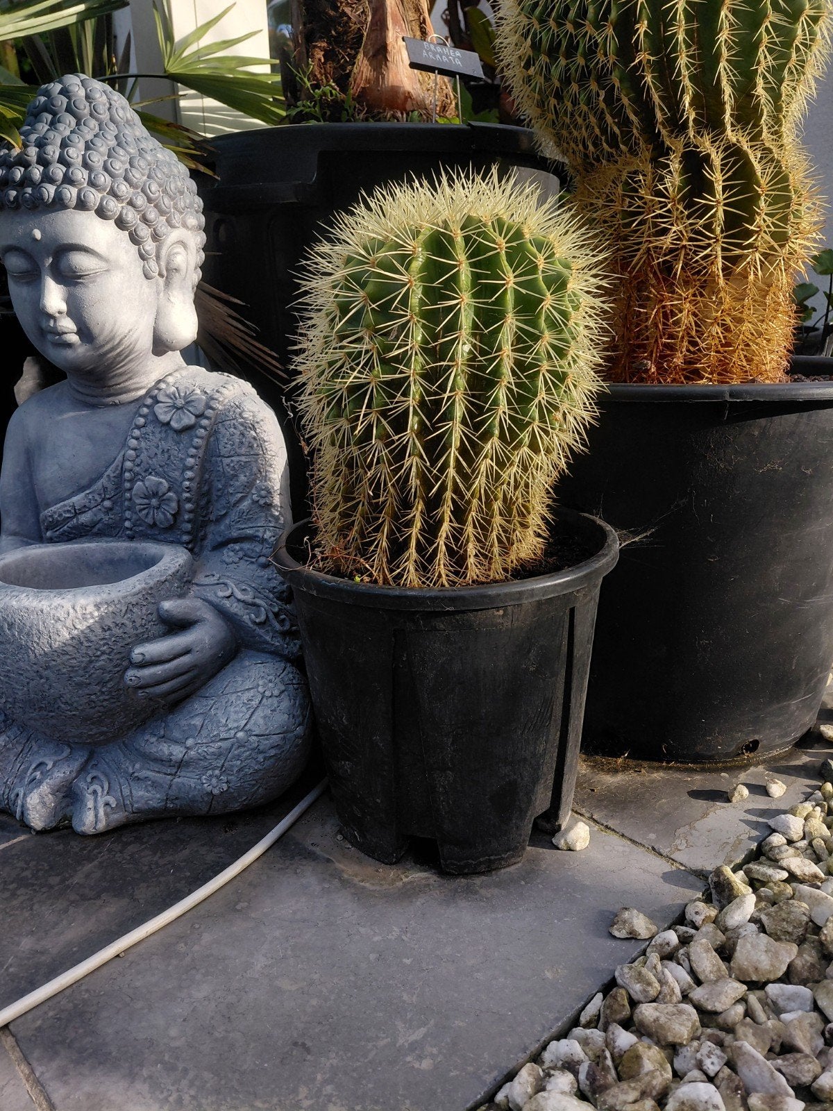Echinocactus grusonii  cactus, Tuin en Terras, Waterpartijen en Fonteinen, Ophalen