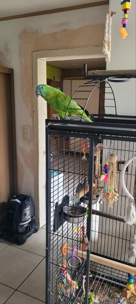 Perroquet Amazon, Domestique