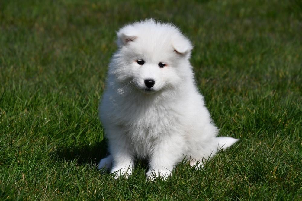 Chiot samoyède à vendre (femelle), Animaux & Accessoires, Chiens | Huskys, Loulous & Types primitifs, Belgique, Un chien, Hépatite contagieuse (maladie de Rubarth)