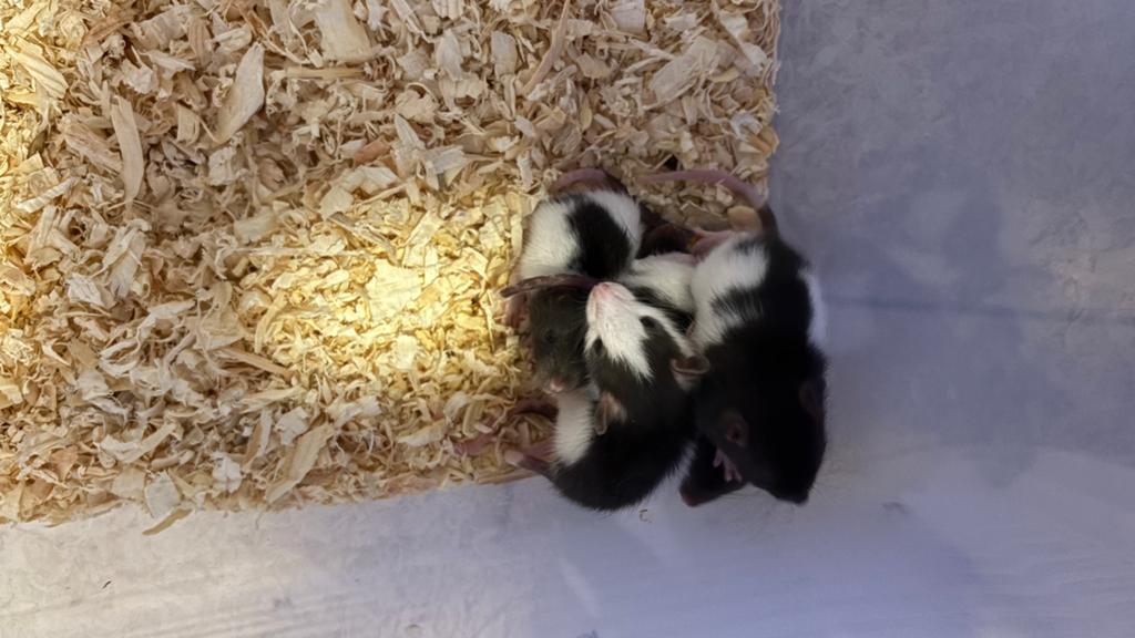 Tamme baby ratjes, Dieren en Toebehoren, April, Geslacht onbekend