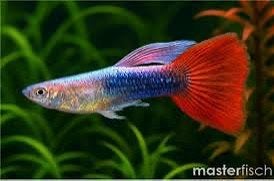 Unieke Neon Blauw Rood Ballon Guppy – Laatste kleintje! (€4), Vis