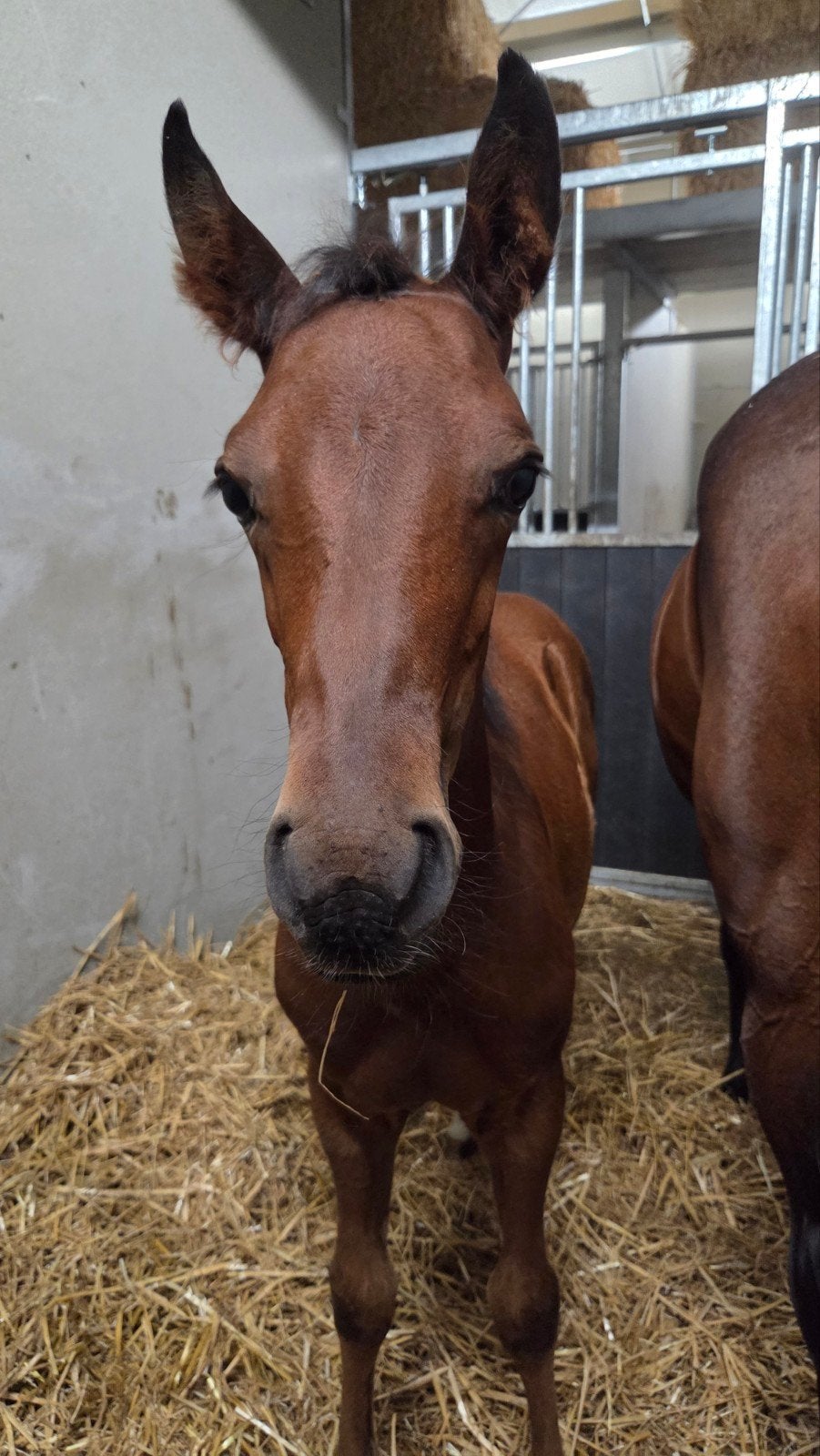 Familiepaardje in wording, zeer lief merrieveulen quarter, Dieren en Toebehoren, Paarden