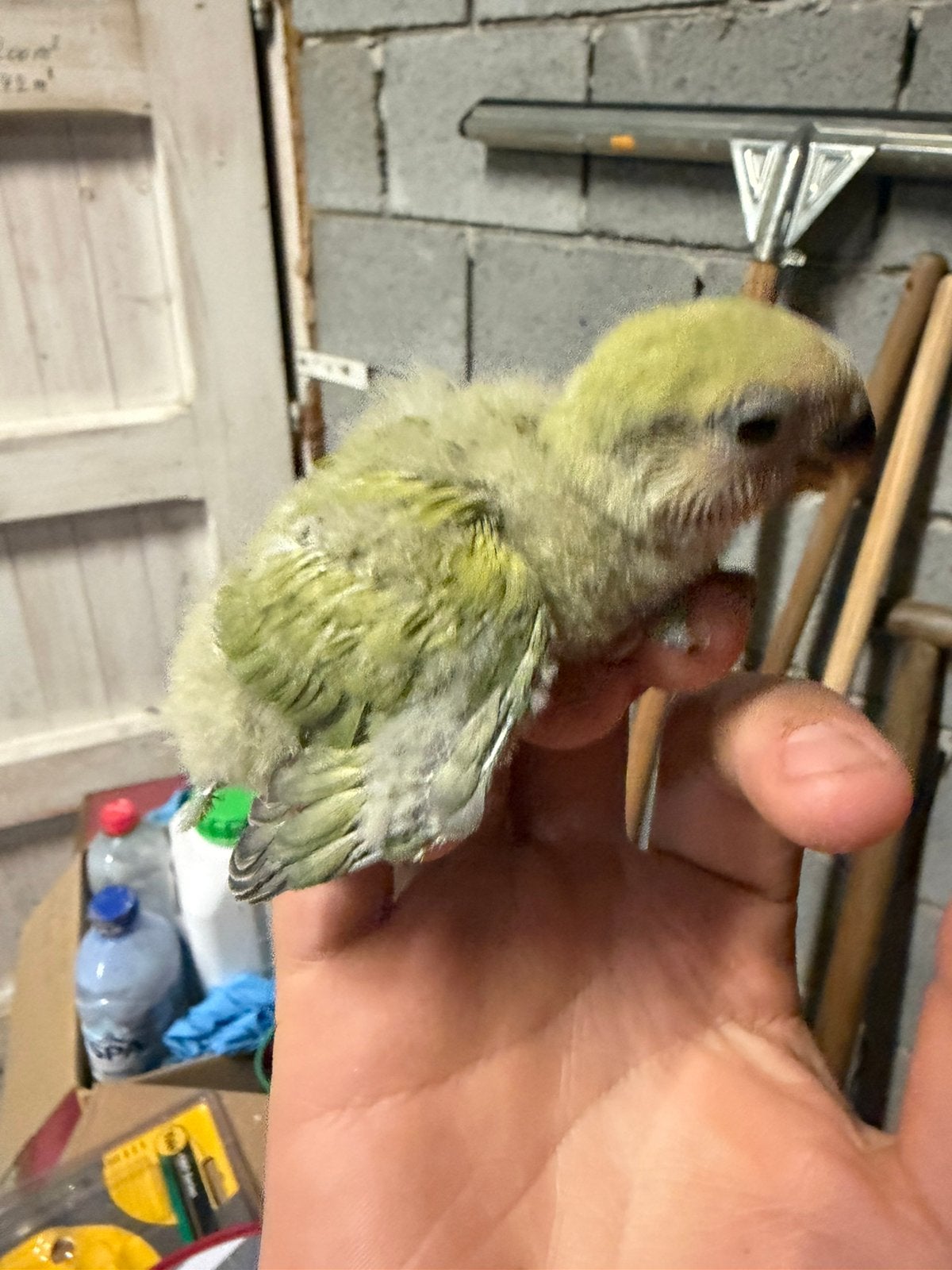 Baby dwergpapegaaien te koop, Dieren en Toebehoren, Dwergpapegaai of Agapornis, Tam