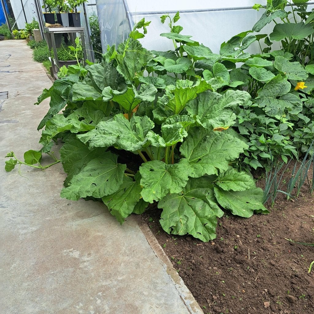Bio rabarber 2.5€/kg, Tuin en Terras, Planten | Fruitbomen, Ophalen