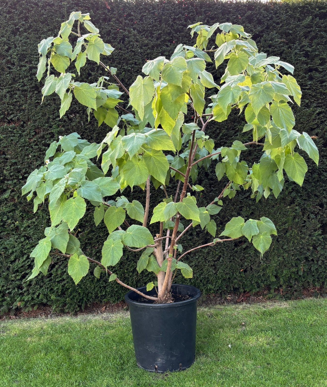 Prachtige Kamerlinde, 1m70 hoog, Ophalen, In pot, 150 tot 200 cm
