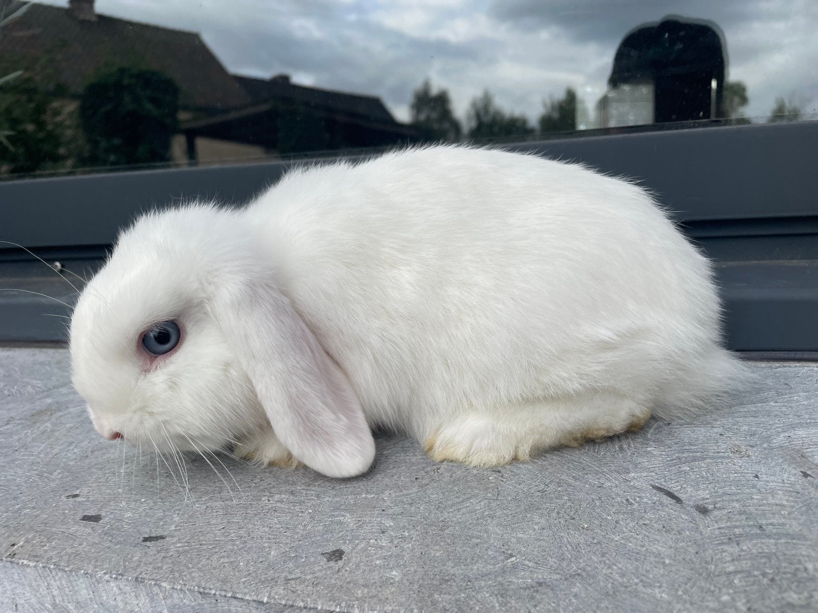 Minilop konijntje, Dieren en Toebehoren