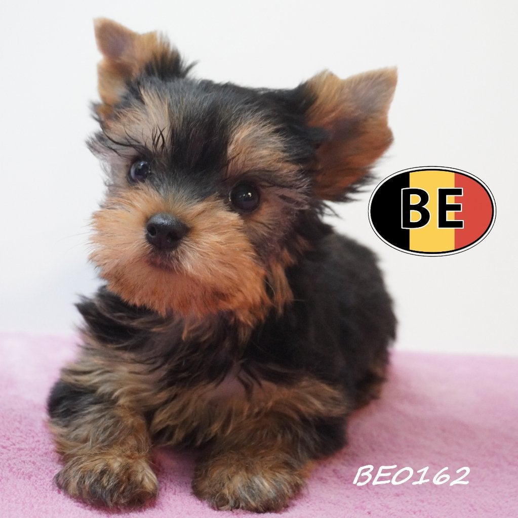 Yorkshire pups te koop - Elegantie in haar puurste vorm, België, Handelaar, 8 tot 15 weken, Teef