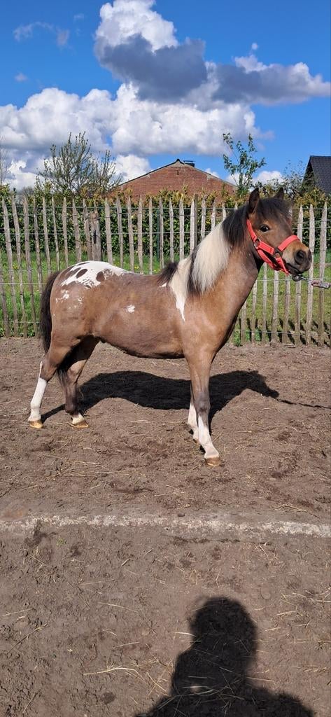 A pony shetlander, Dieren en Toebehoren, Hengst, B, Gechipt