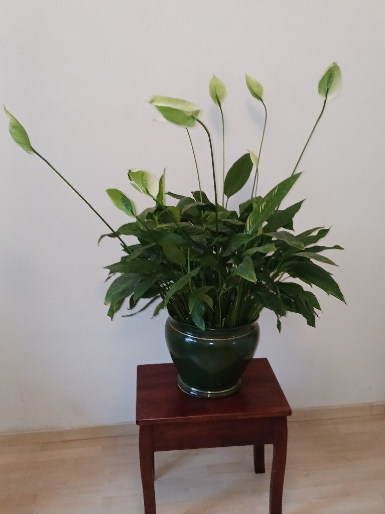 lepelplant spathiphylum, Autres espèces, En pot, Plante à fleurs, Moins de 100 cm
