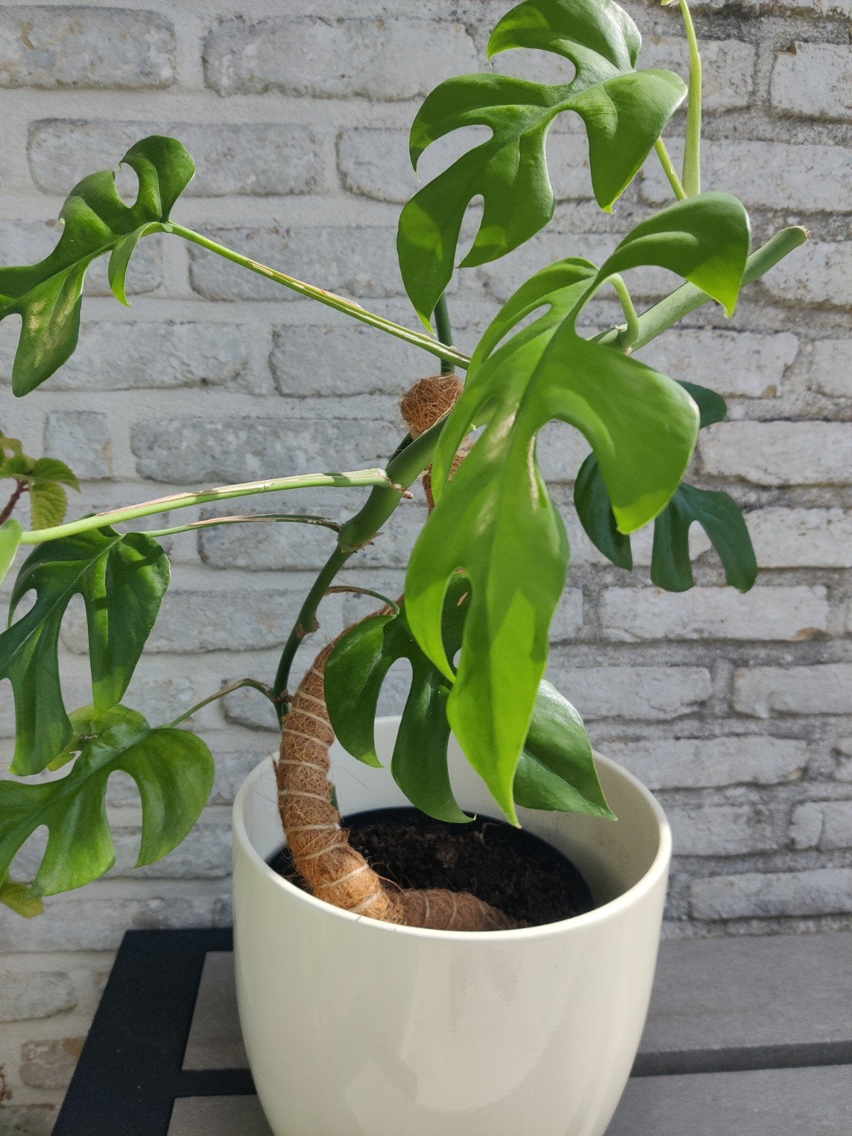 Gezonde monstera, Enlèvement