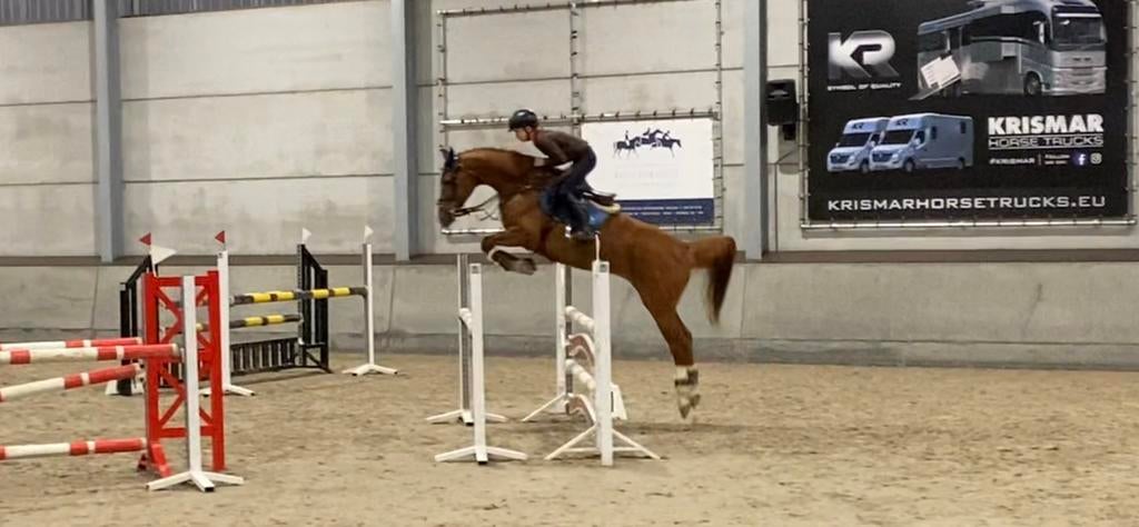 Trainen van Paarden & Pony’s