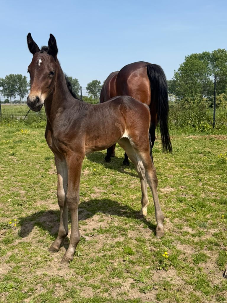 Pouliche SBS, Avec pedigree, 0 à 2 ans, Jument, Non dressé