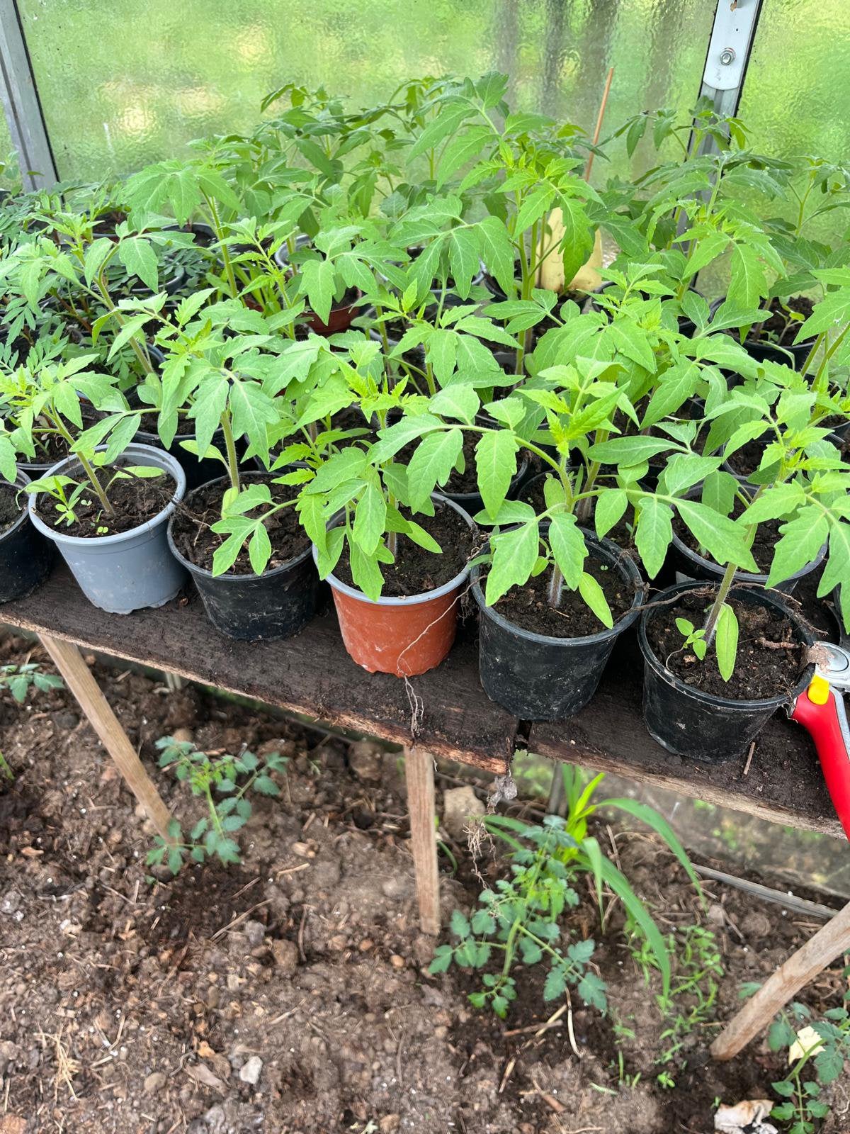 Italiaanse tomatenplanten, Ophalen