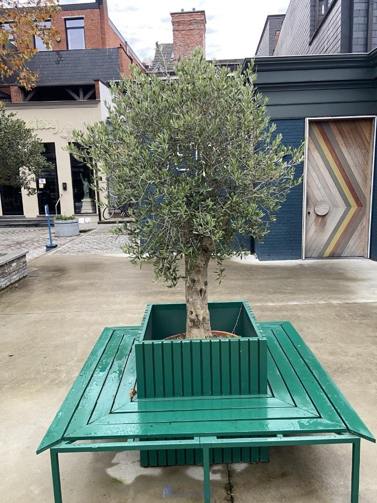 Olijfboom met zitopstelling, Tuin en Terras, Planten | Bomen, Olijfboom, Ophalen