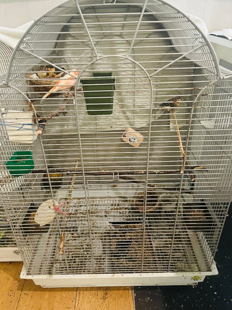4 canari avec grand cage, Animaux & Accessoires, Mâle, Canari de couleur