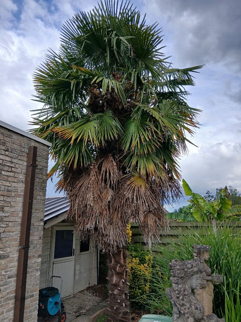 Palmboom, Jardin & Terrasse, Plantes | Arbres, Enlèvement, Palmier, 400 cm ou plus