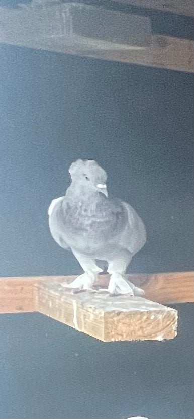 Turkse takla 2 manneke, Dieren en Toebehoren