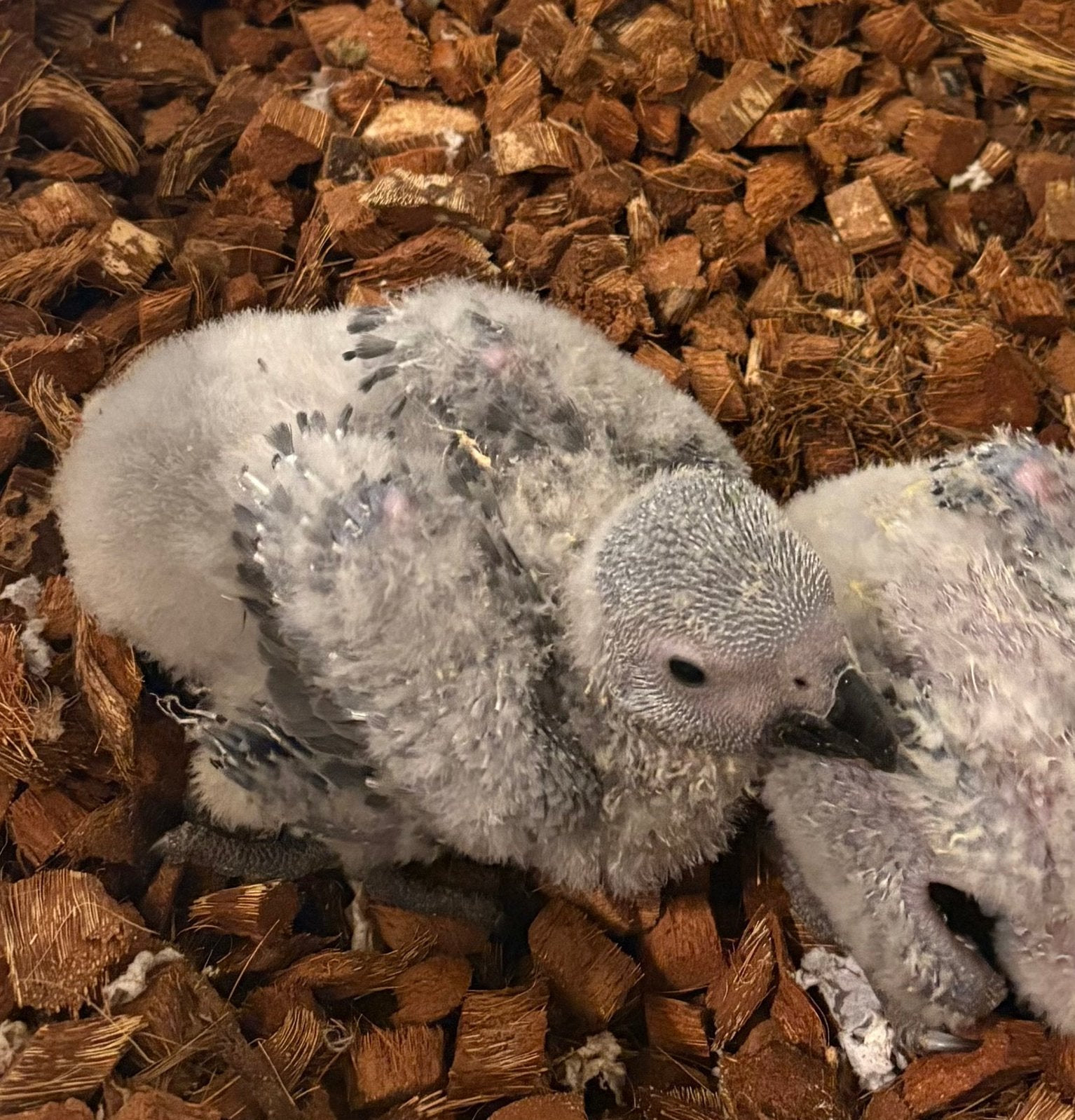 Bebe gris dugabon eam, Plusieurs animaux, Perroquet, Parleur